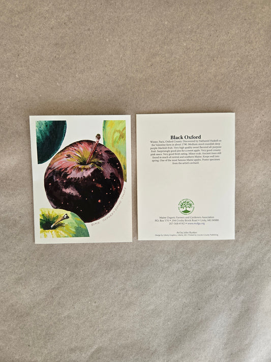Maine Heirloom Apple Notecard: Individual Cards