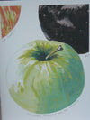 Maine Heirloom Apple Notecard: Individual Cards
