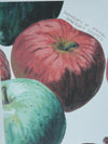 Maine Heirloom Apple Notecard: Individual Cards