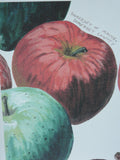 Maine Heirloom Apple Notecard: Individual Cards