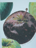 Maine Heirloom Apple Notecard: Individual Cards