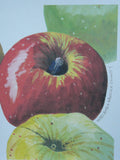 Maine Heirloom Apple Notecard: Individual Cards