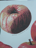 Maine Heirloom Apple Notecard: Individual Cards