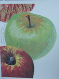 Maine Heirloom Apple Notecard: Individual Cards